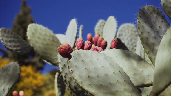 Red Leaves Growing From Green Cactus