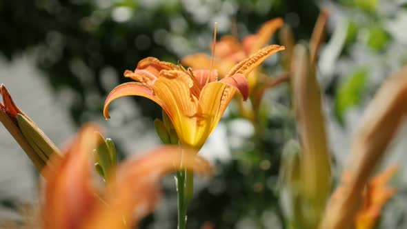 Shallow DOF  orange day-lily plant  slow motion 1920X1080 HD footage - Close-up of Hemerocallis fulv