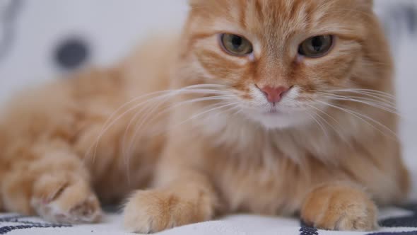 Cute Ginger Cat Licks on White Couch. Fluffy Petcleans Its Fur. Cozy Home.