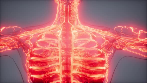 Blood Vessels of Human Body alt