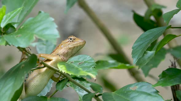 A Small Exotic Bloodsucker Lizard Sits in the Middle of Lush Green Foliage