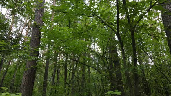 Green Forest with Trees By Day