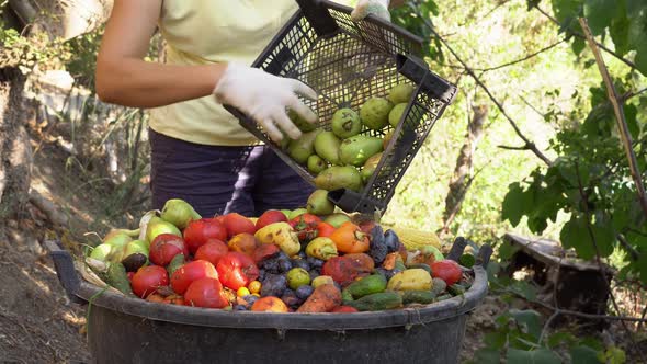 Farmer Throws Away Rotten Fruit