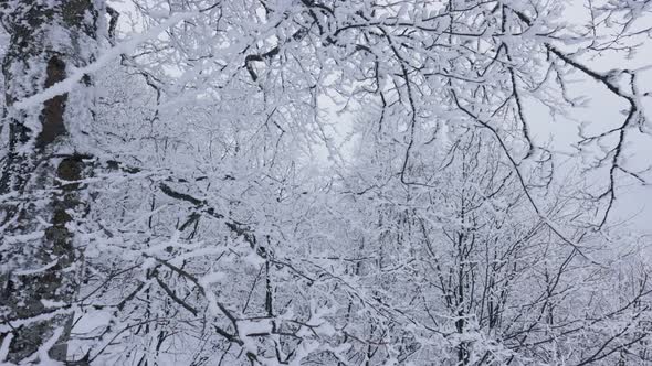 Winter Forest with White Frozen Trees