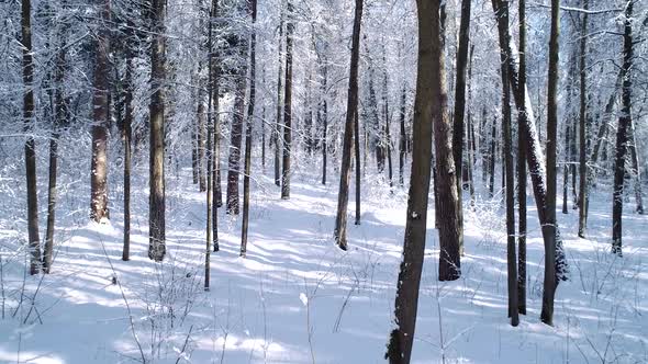 Flying Between the Trees in Snowy Forest Winter