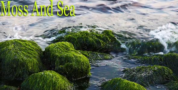 Moss And Sea