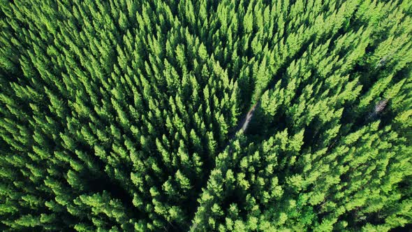 Aerial view from drone over pine forest. 4K