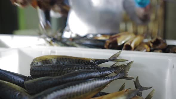 Fish Strung on a Skewer for Smoking. Fish Processing Plant. Fish of Cold Hot Smoked. Sea Food