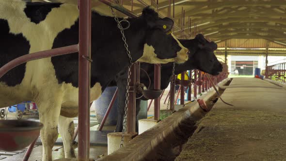 Udder teat of cow, breast organ animal produce milk, agricultural dairy farm