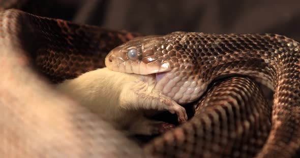 Rat Snake During the Swallowing Process