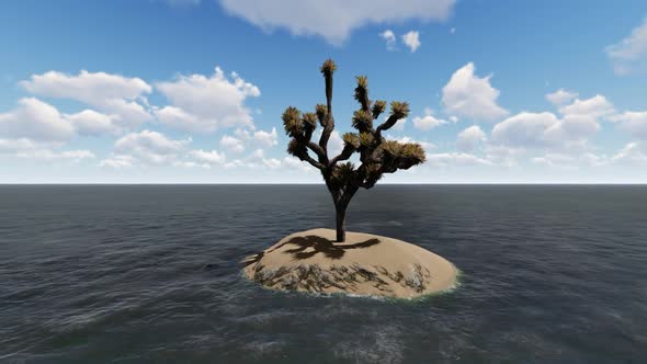 Trees grow in the middle of the sea during the day