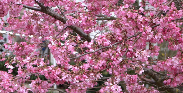Cherry Tree Flowers 01 alt