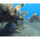 Yellow Banded Sweetlips (Plectorhinchus lineatus) - VideoHive Item for Sale