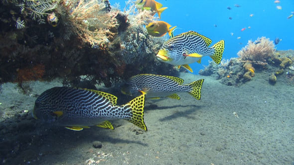 Yellow Banded Sweetlips (Plectorhinchus lineatus)