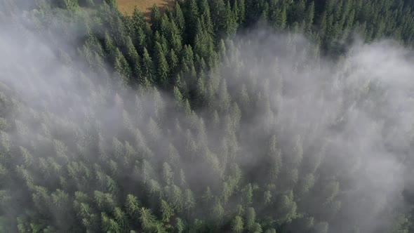 Flying Over the High Mountains with Pine Forest in Beautiful Clouds