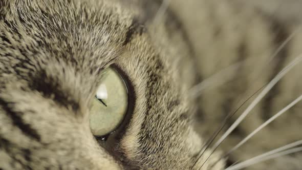 Tabby cat macro shot of eye looking round