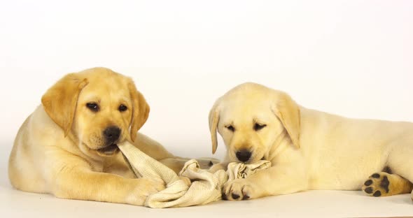 Yellow Labrador Retriever, Puppies Playing with a Dish Towel on White Background, Normandy