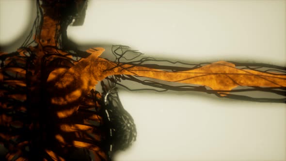 Human Skeleton Bones Scan Glowing alt