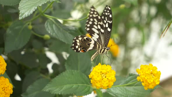 Elegant Citrus Swallowtail Butterfly beating wings during pollination process on yellow flower - slo