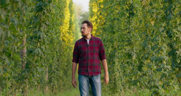 A Man Walks Between Rows of Tall Plants in a Hop Field Checking Cones