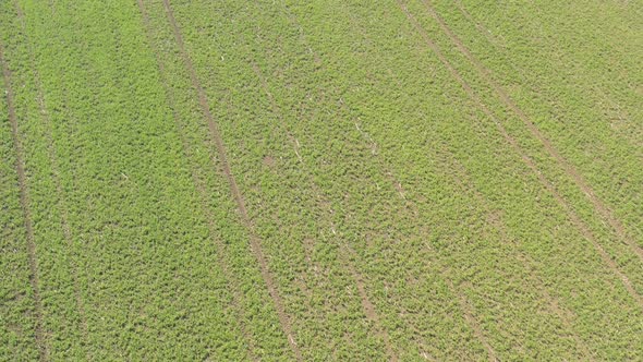 Crop on agricultural land with green peas 4K aerial video
