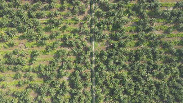 Aerial View of The Palm Oil Estates