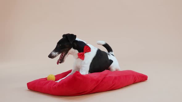 A Smooth Fox Terrier in a Red Bow Tie Lies on a Red Pillow in the Studio on a Light Brown Background