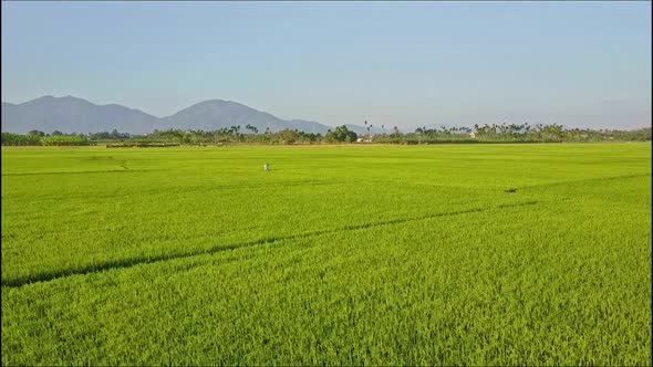 Aerial View Small Figure Plays Among Green Rice Fields