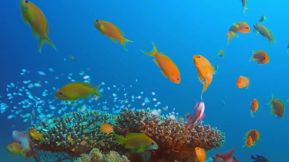 Tropical Sea and Blue-Green Chromis