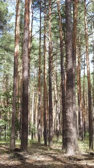 Vertical Video of Forest Landscape with Pine Trees in Summer Slow Motion