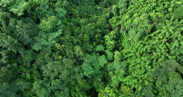 Aerial footage of wild banana trees and creek in tropical forest