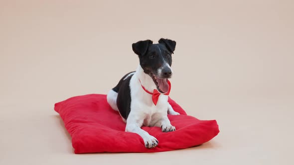 Front View of a Black and White Smooth Fox Terrier Wearing a Red Bow Tie