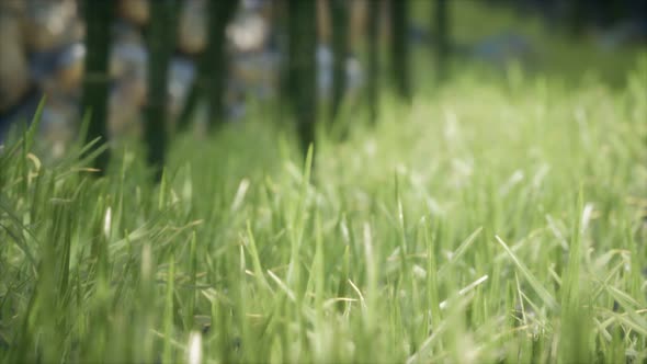 Fresh Green Grass on the Forest