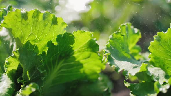 Green lettuce in the rain