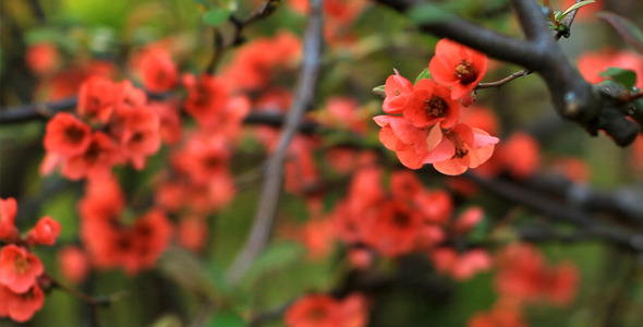Japanese Red Flower