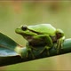 This frog is found in the rain forest of the Amazon - VideoHive Item for Sale