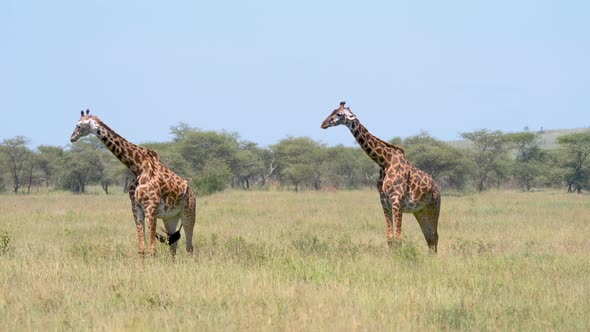 Wild African Giraffes Stand On Pasture Plain In Savannah On Background Of Acacia