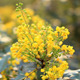 Yellow Flowers - VideoHive Item for Sale