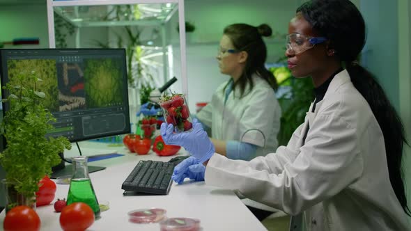 Pharmaceutical Scientist Looking at Strawberry Injecting with Pesticides