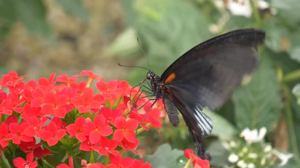 Busy Butterfly Eating Pollen Of Red Flower In Nature -Macro Slow Motion