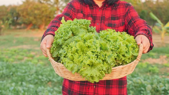 A female farmer collects her vegetables and produce in the fields.