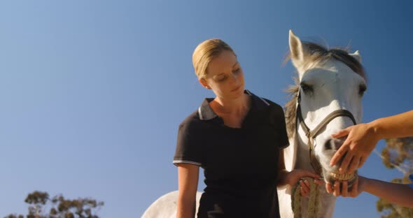 Veterinarian examining horse in ranch 4k