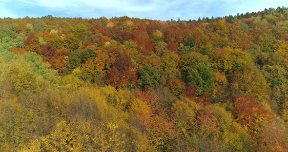 Aerial View of Forest