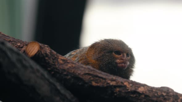 Baby Pygmy marmoset sitting on a branch - static view - Cebuella Pygmaea