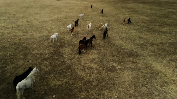 A Herd of Horses in a Mountain Field