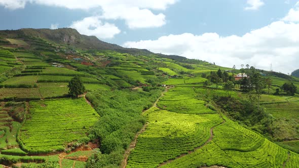 Aerial View of Tea Plantations, Fields, Hills and Meadows. Sri Lanka Island