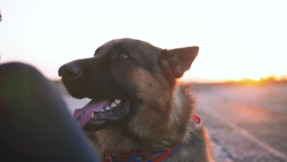 Happy Young Woman Holding Her German Shepherd Dog Outdoor on the Sea Pier During Sunset Close Up