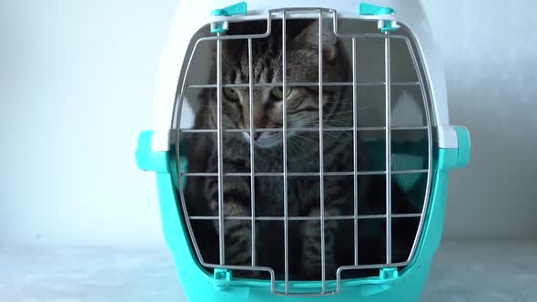 Gray cat in a cage for transportation. Cat paw trying to open the cage