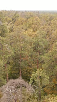 Vertical Video Autumn Forest with Trees By Day Slow Motion