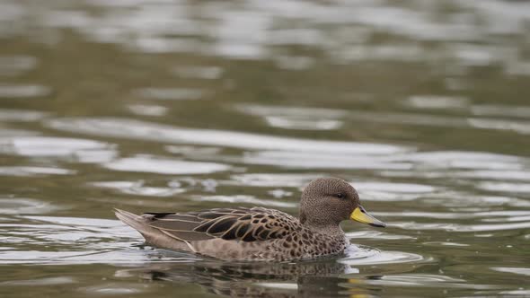 Tracking shot of a small common yellow billed teal, anas flavirostris; dipping it beak in water, for